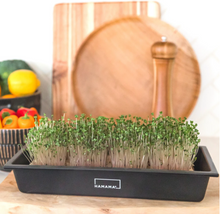 Microgreen Starter Kit