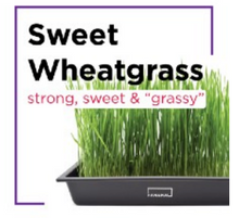 Microgreen Starter Kit