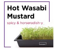 Microgreen Starter Kit