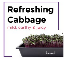 Microgreen Starter Kit