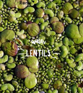 Water Lentils- An Excellent Source of Protein and Rapidly Renewable