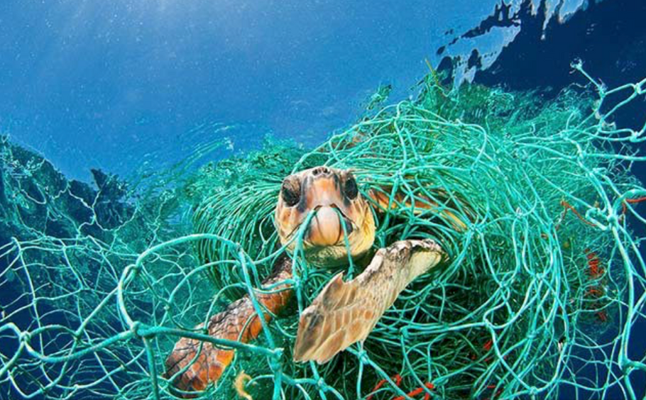 The Loggerhead Turtle Trapped in Plastic