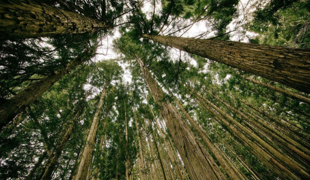 Mitigate Climate Change by Planting Trees