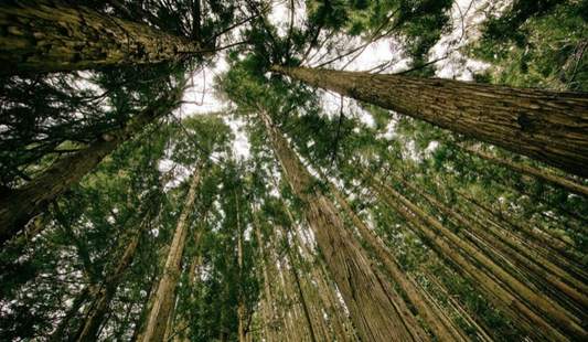 Mitigate Climate Change by Planting Trees