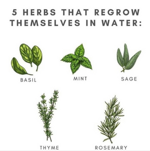 Eco Tip: 5 Herbs that Regrow Themselves in Water