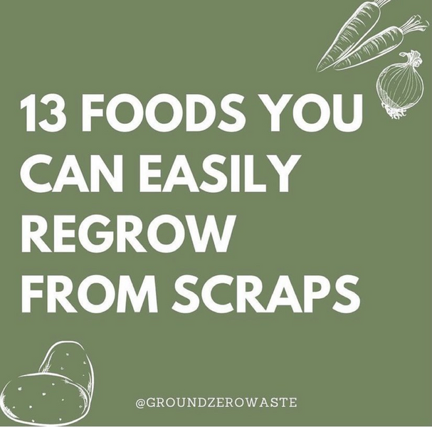 Eco Tip: Food you can easily regrow from scraps