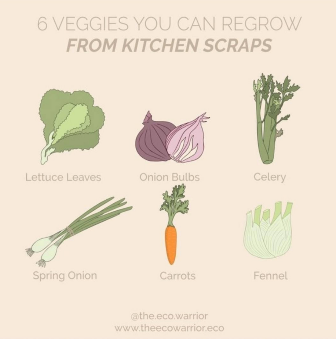 Grow Your Own Veggies from Scraps