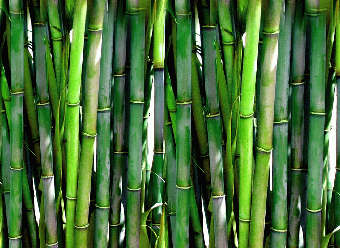 Bamboo vs Cotton- which fabric to buy