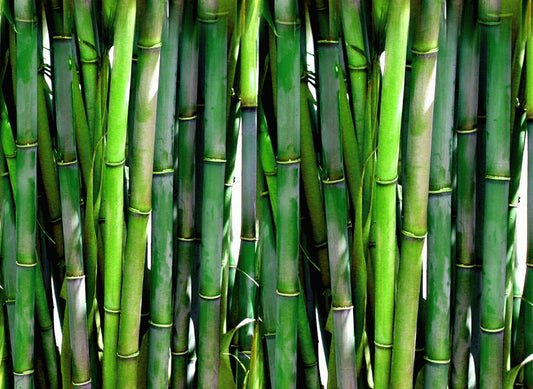 Bamboo vs Cotton- which fabric to buy