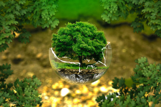 How to be more Environmentally Friendly?